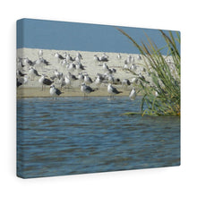 Load image into Gallery viewer, Sea Birds After The Rain