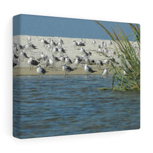 Load image into Gallery viewer, Sea Birds After The Rain